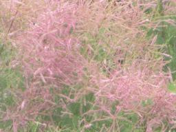 AIMG_5043