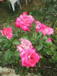 AIMG_5136