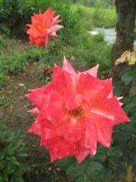 AIMG_5137