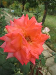 AIMG_5138