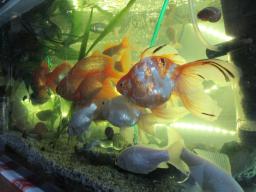 AIMG_5198