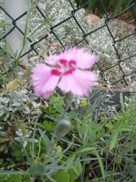 AIMG_5335