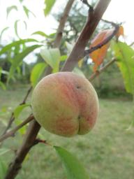 AIMG_5339