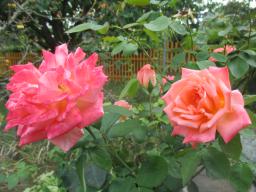 AIMG_5340