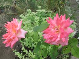 AIMG_5341