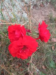 AIMG_5342
