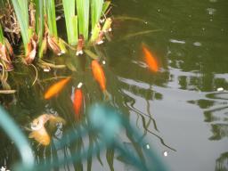 AIMG_5392