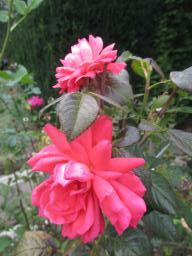 AIMG_5401