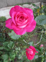 AIMG_5402
