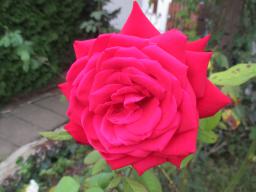AIMG_5433
