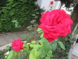 AIMG_5434