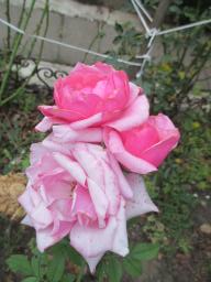 AIMG_5435