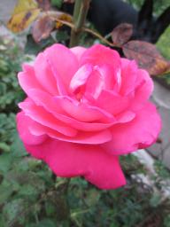 AIMG_5436