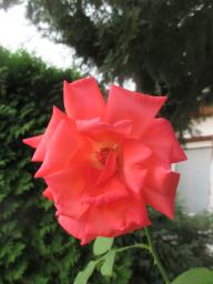 AIMG_5437