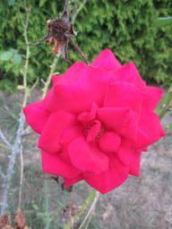 AIMG_5438