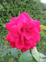 AIMG_5439