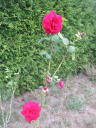 AIMG_5440