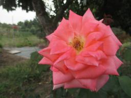 AIMG_5441