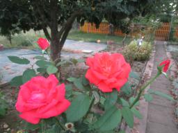 AIMG_5442