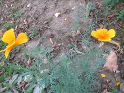 AIMG_5444