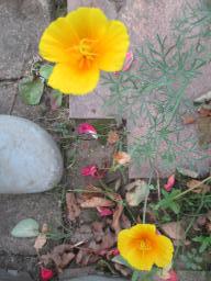 AIMG_5445