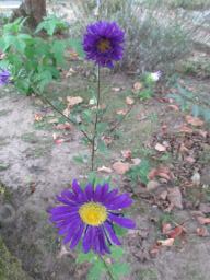 AIMG_5446