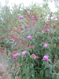 AIMG_5447