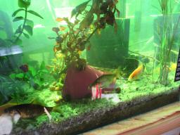 AIMG_5457