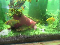 AIMG_5458
