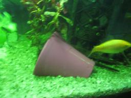 AIMG_5484