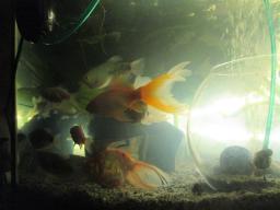 AIMG_5978