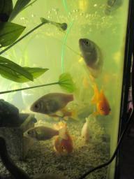 AIMG_5987