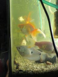 AIMG_6045