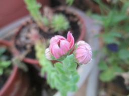 BIMG_4723
