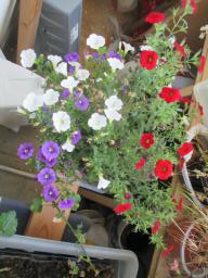 BIMG_4724