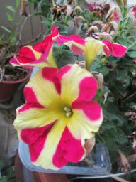 BIMG_4725