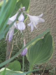 BIMG_4727