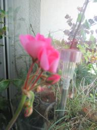 BIMG_4728