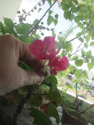 BIMG_4729