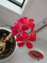 BIMG_4738