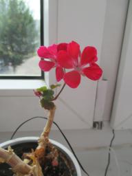 BIMG_4739