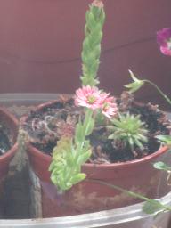 BIMG_4740
