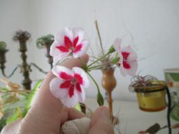 BIMG_4813