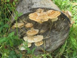 BIMG_4941_pilze
