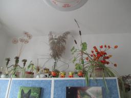 BIMG_5962