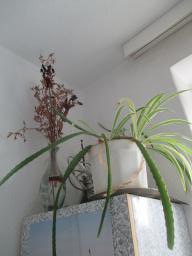 BIMG_5963