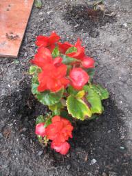 BIMG_5993