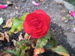 BIMG_5997