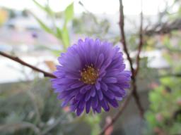 BIMG_6034