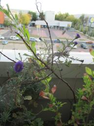 BIMG_6035